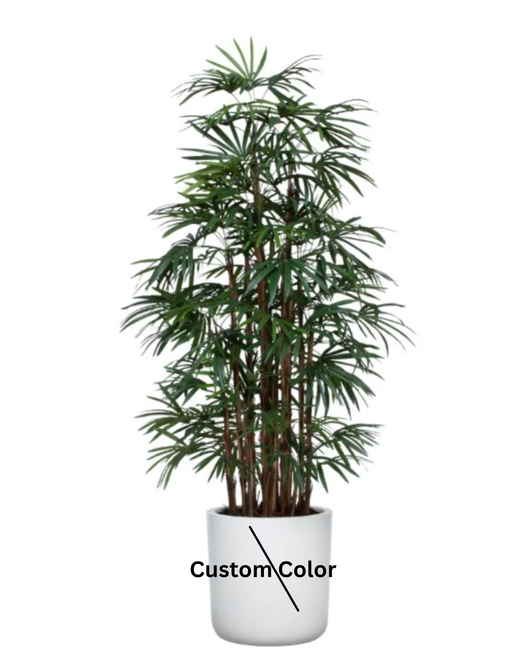 Palm Lady Finger Deluxe