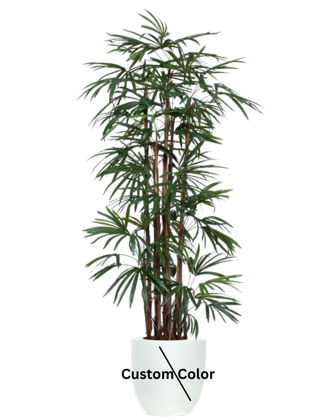 Palm Lady Finger