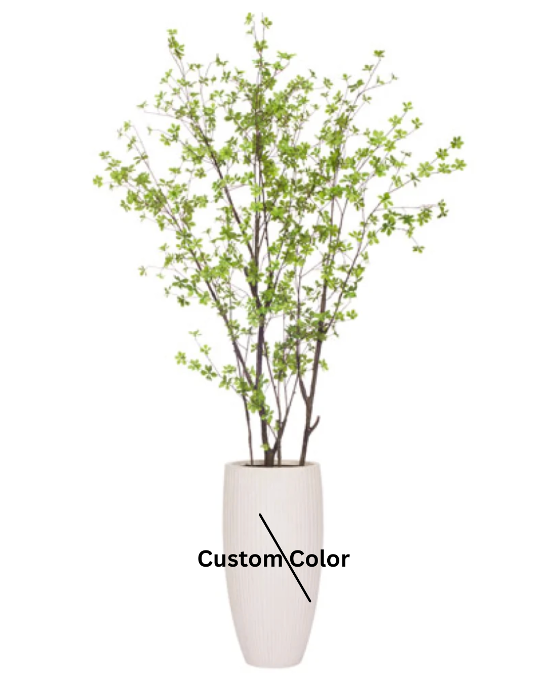 Birch Asian