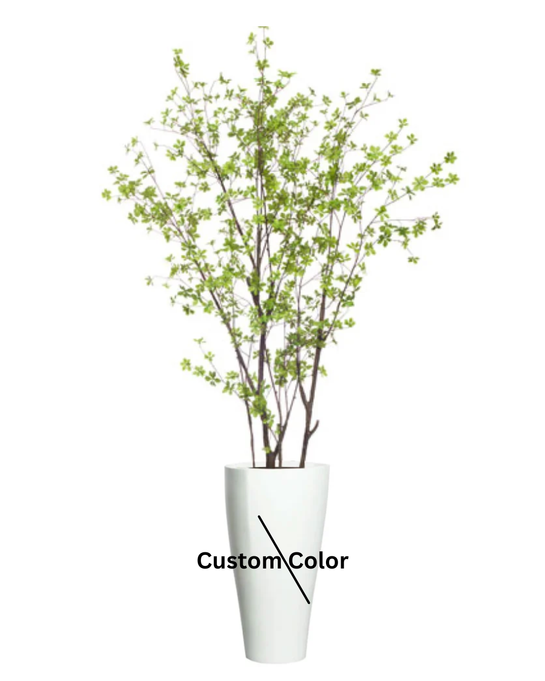 Birch Asian