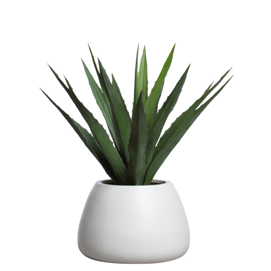 Aloe