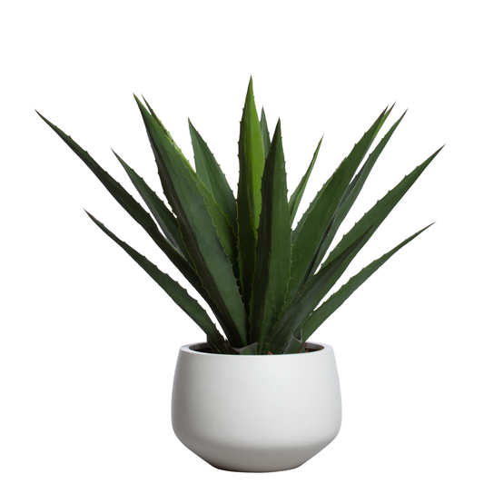 Aloe