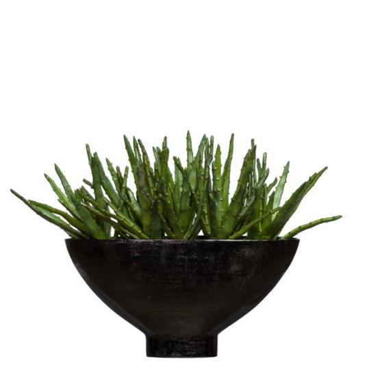 Aloe