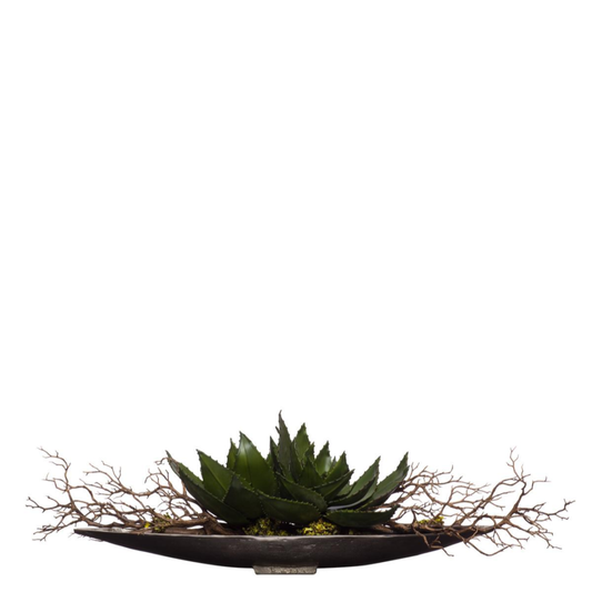 Aloe/Manzanita