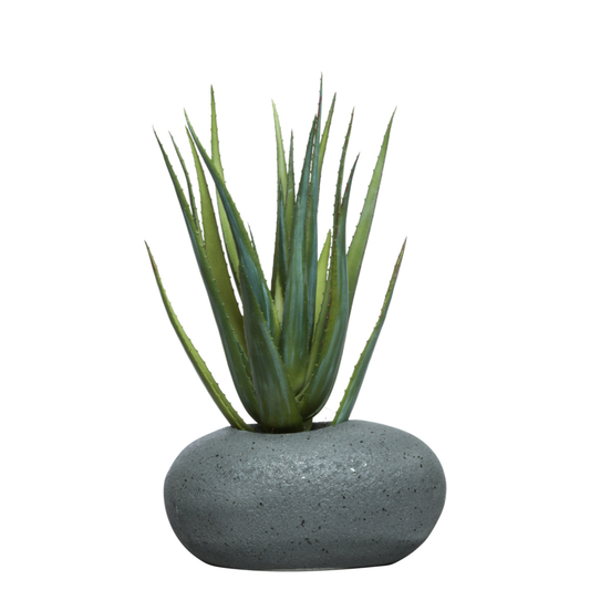 Aloe
