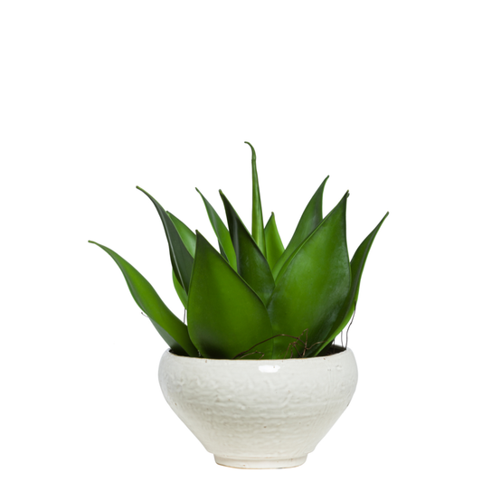 Aloe