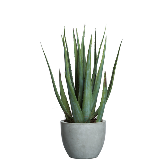 Aloe