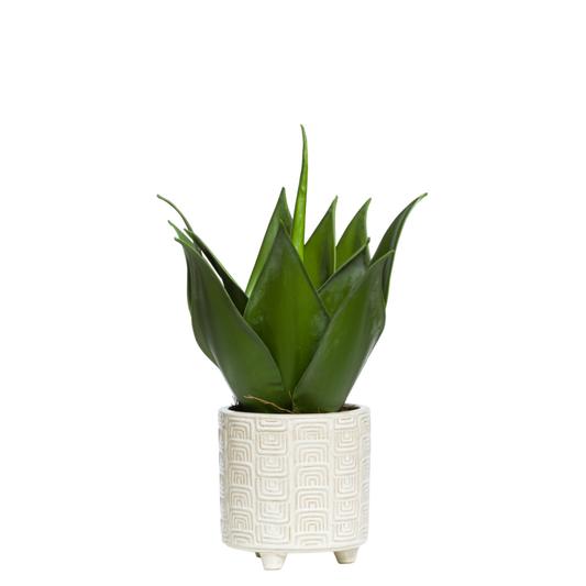 Aloe