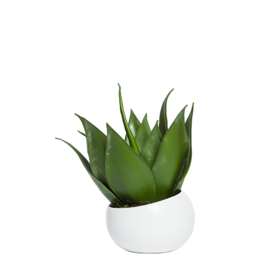 Aloe