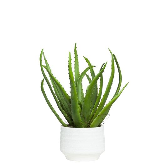 Aloe