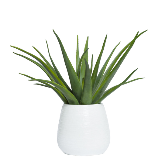 Aloe
