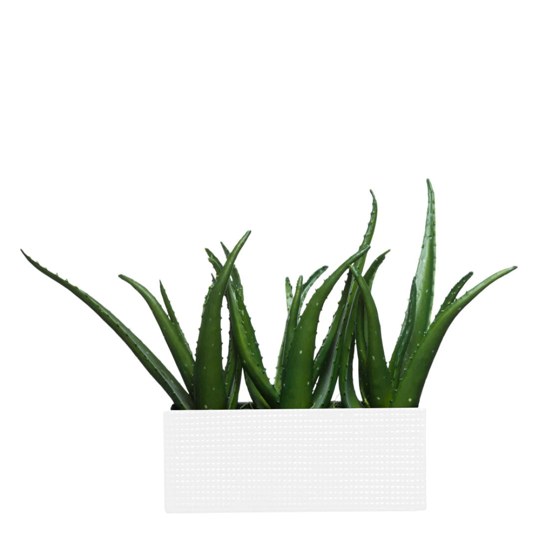 aloe vera artificial plant Aloe – Lux Art Silks