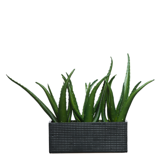 Aloe