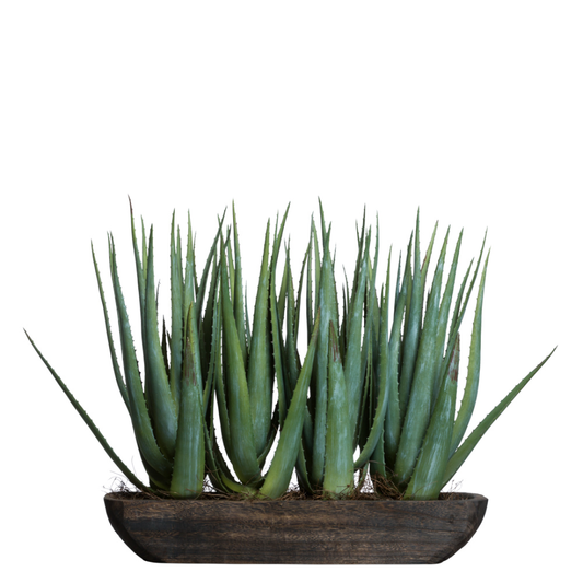 Aloe