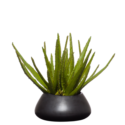Aloe