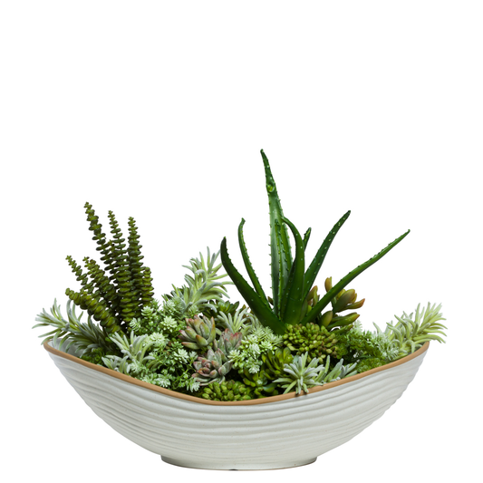 Aloe/Succulent Mix