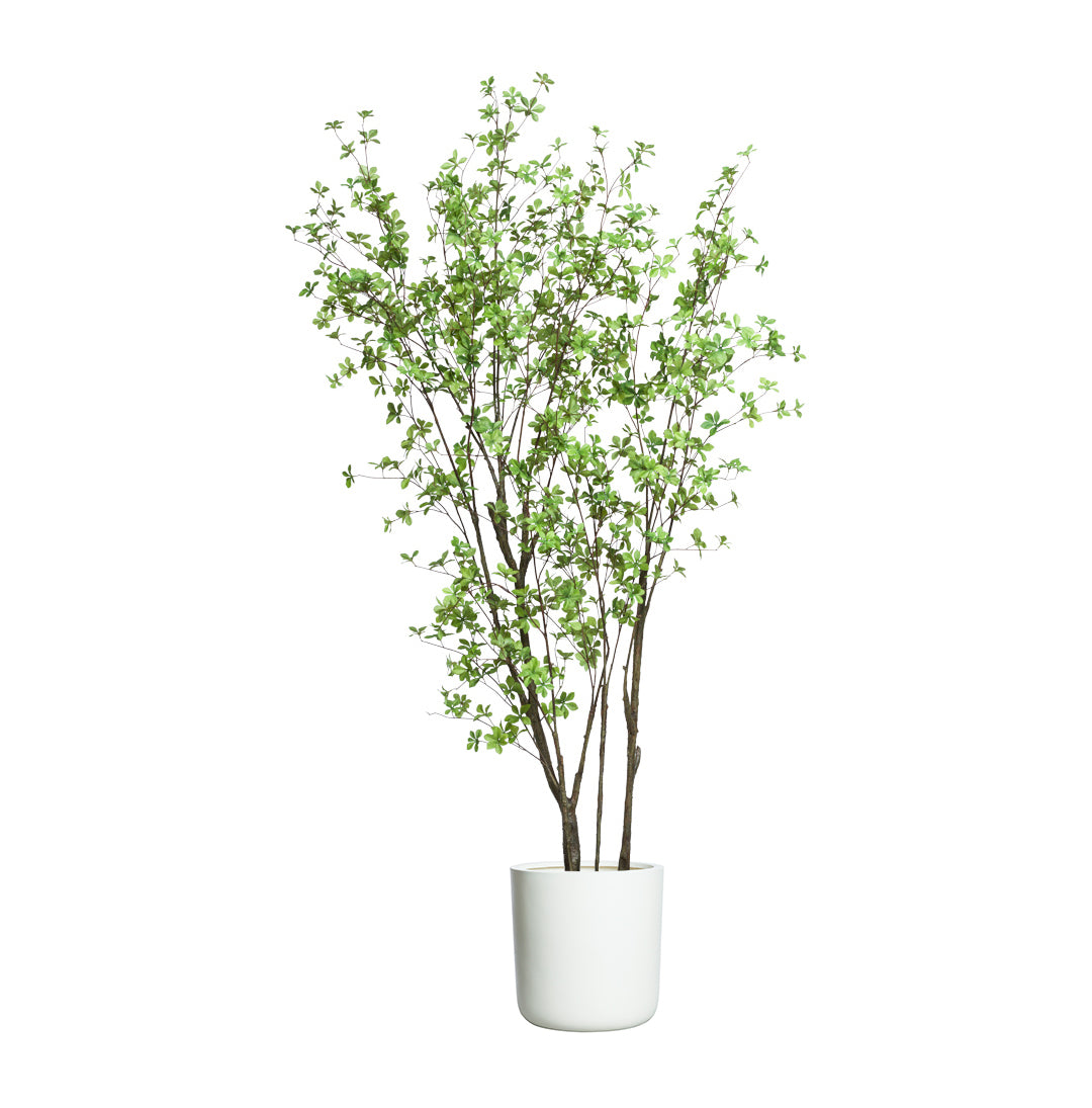 Birch Asian