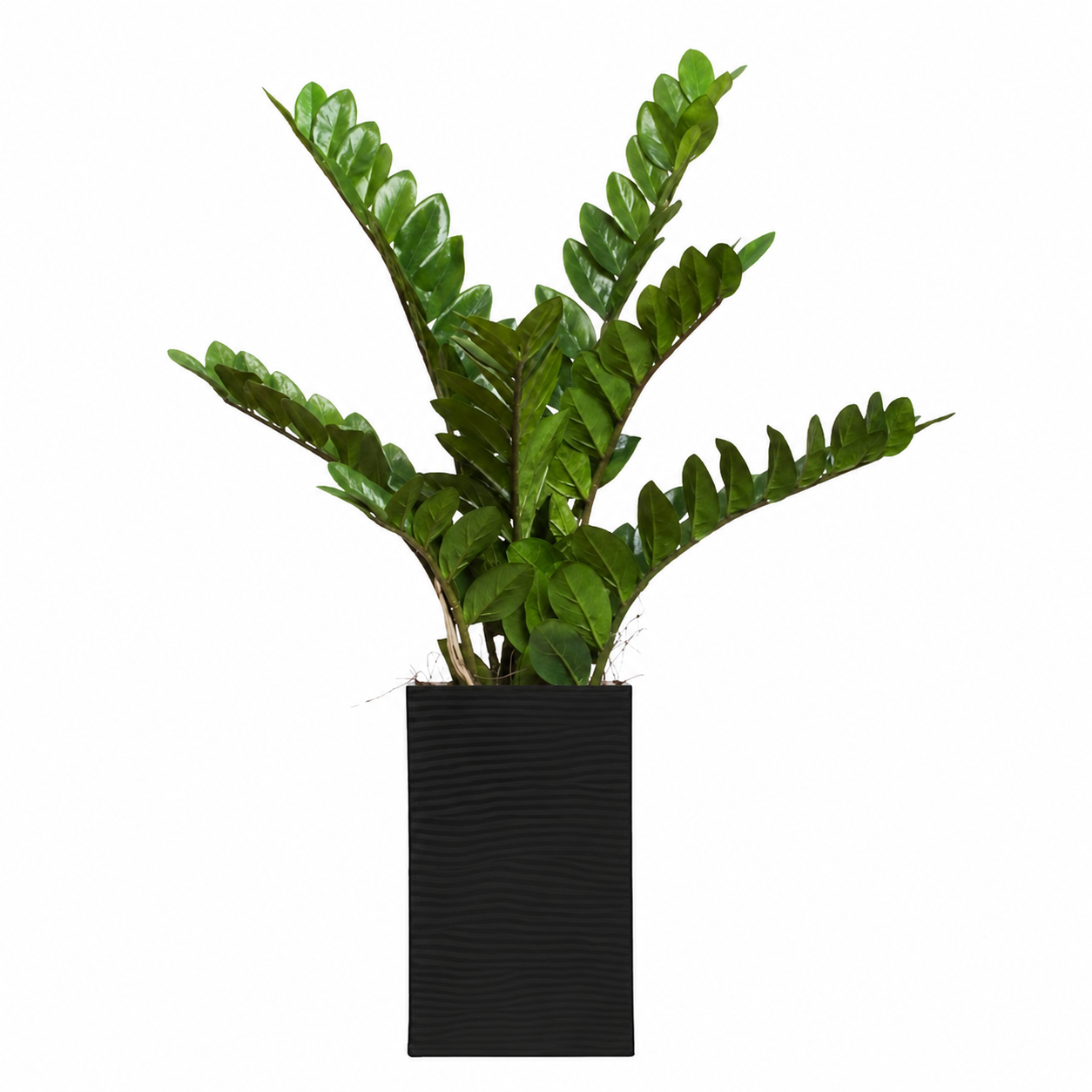Zamiifolia