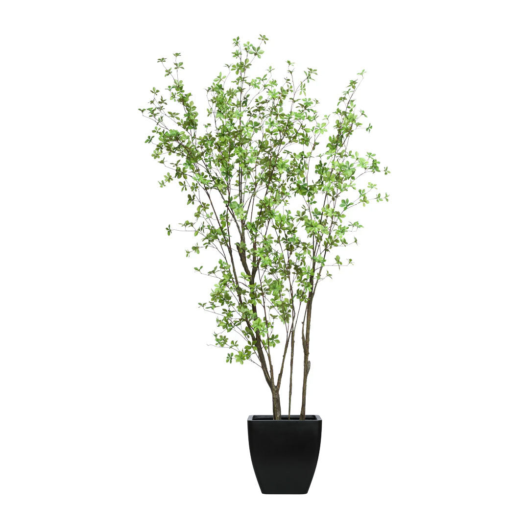 Birch Asian