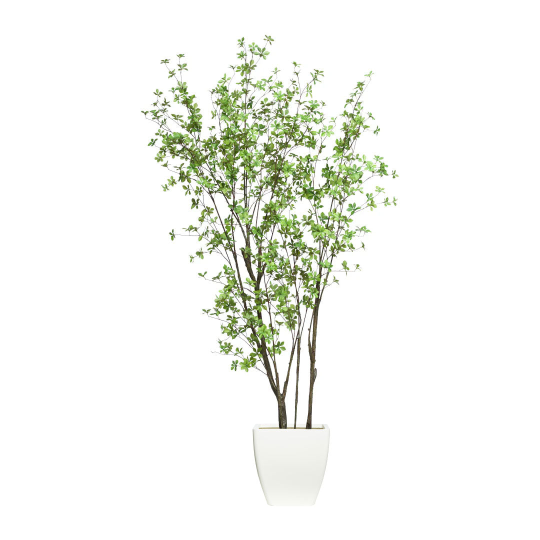 Birch Asian