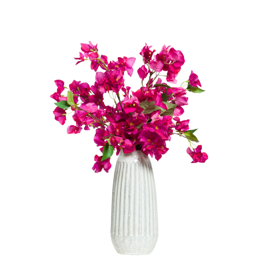 Bougainvillea Fuchsia