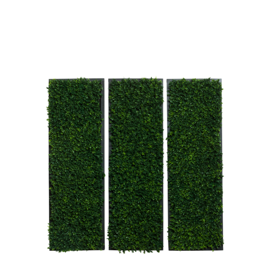 Boxwood Wall 38x12 each
