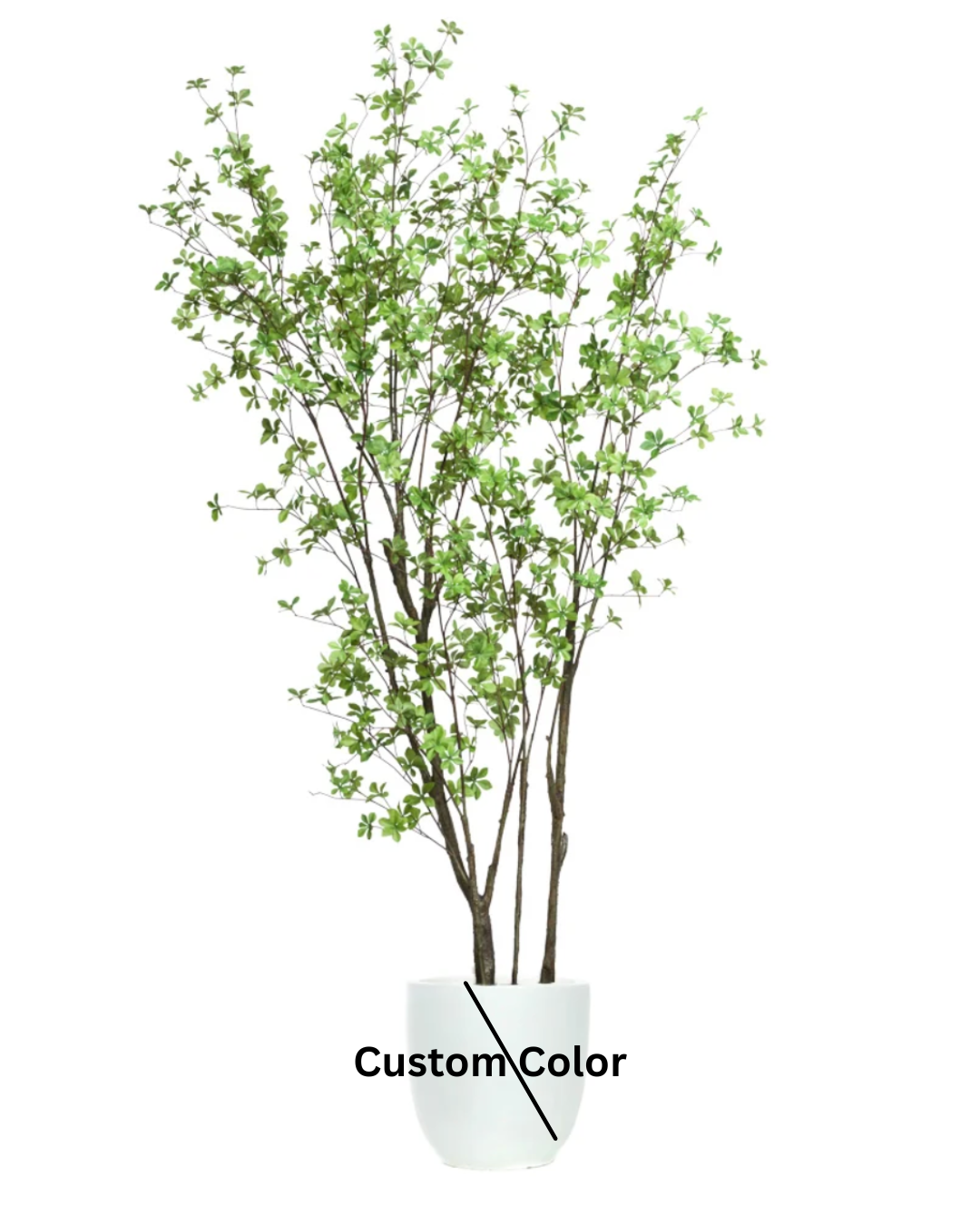 Birch Asian