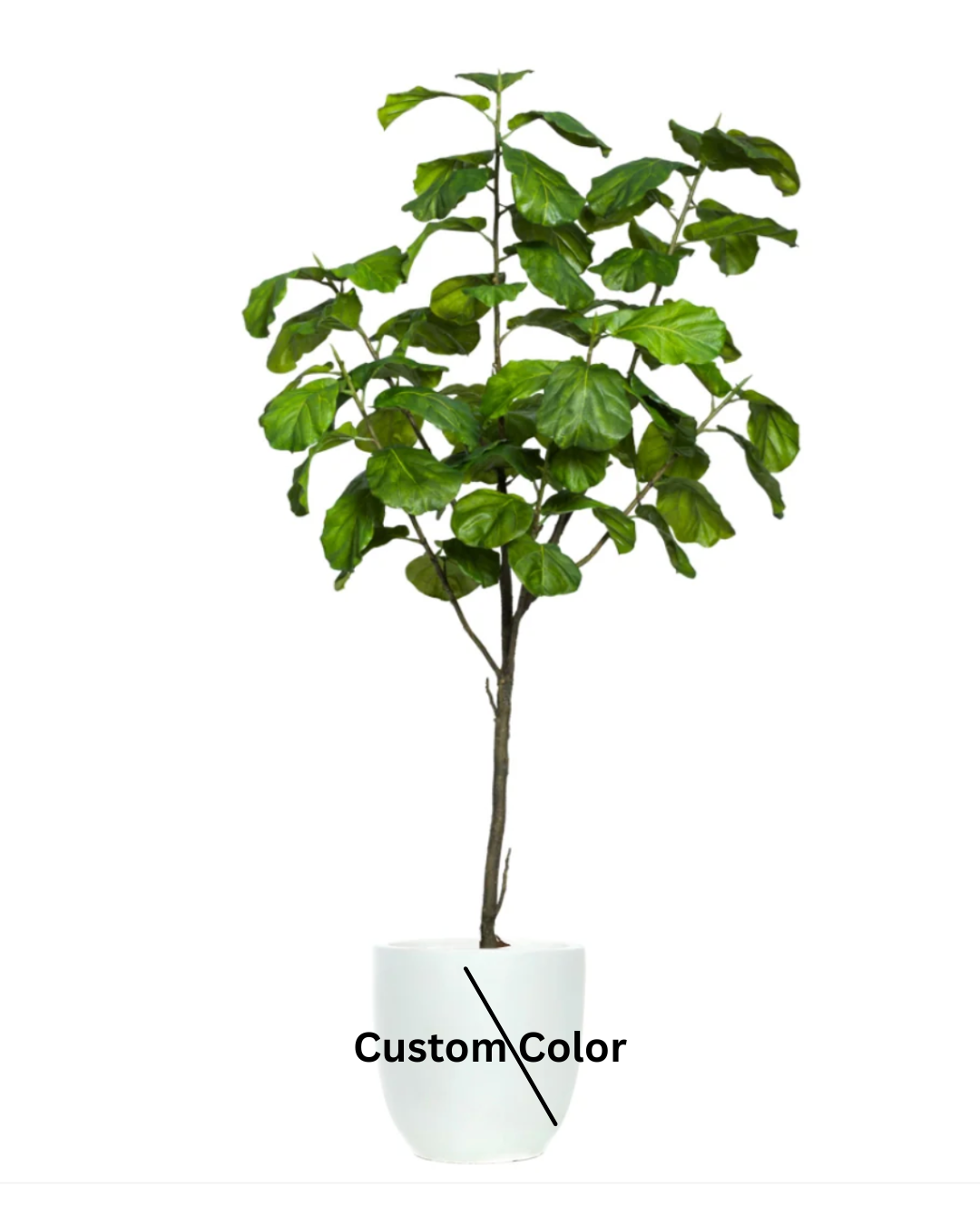 Fig Fiddle Tree