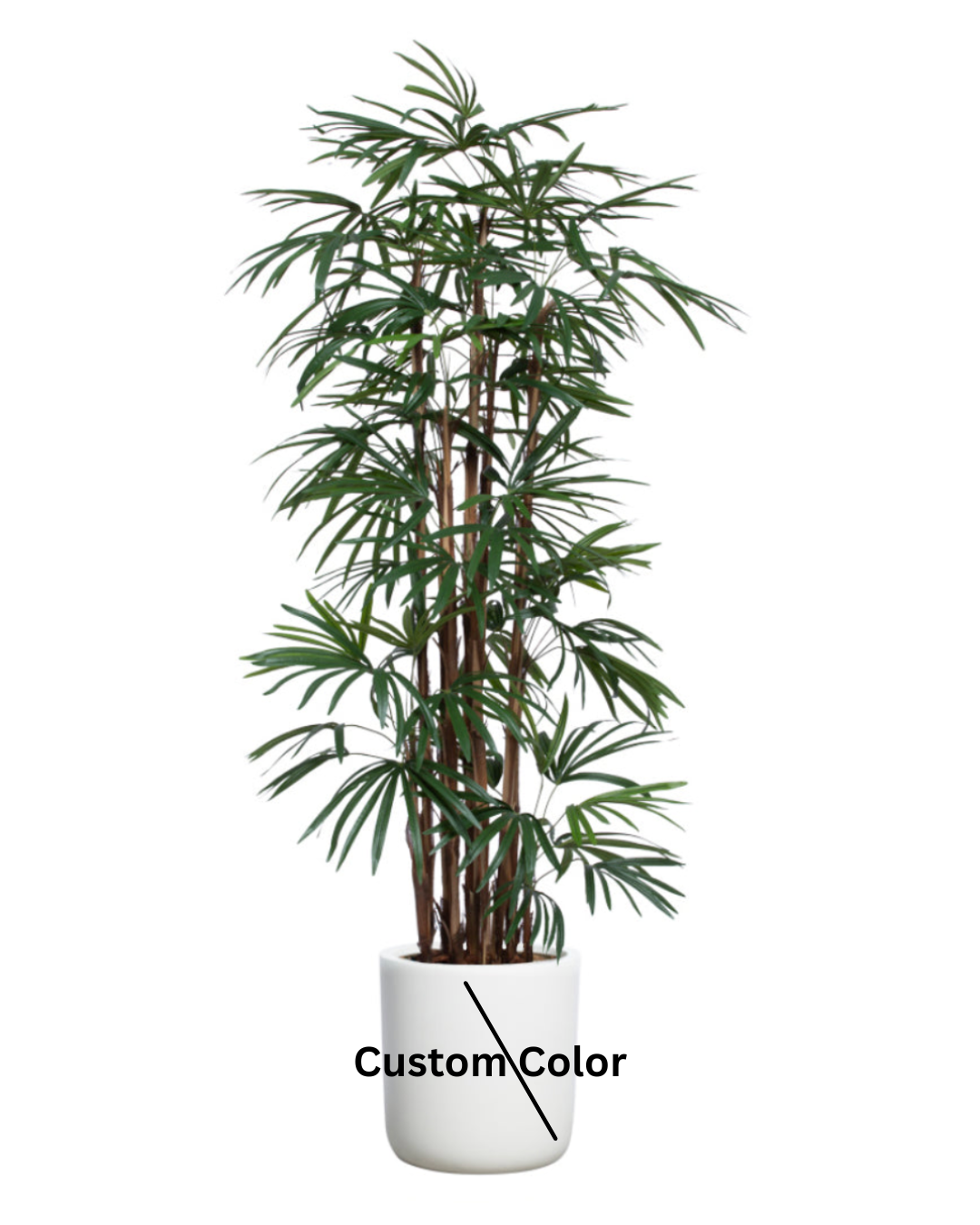 Palm Lady Finger