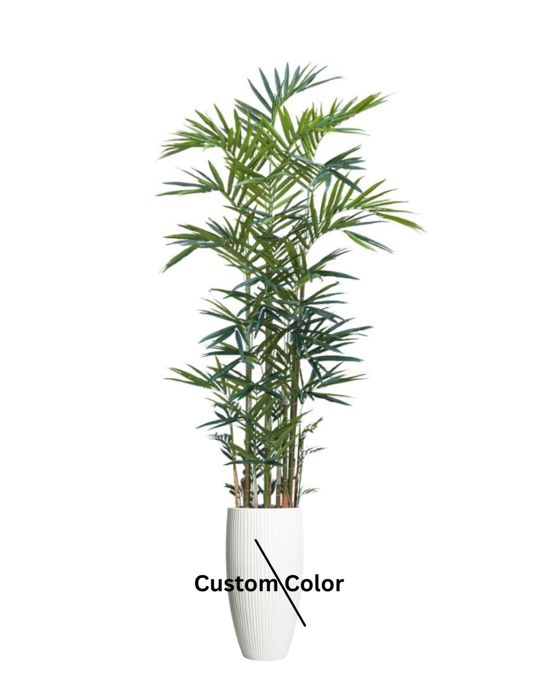 Palm Kentia Deluxe
