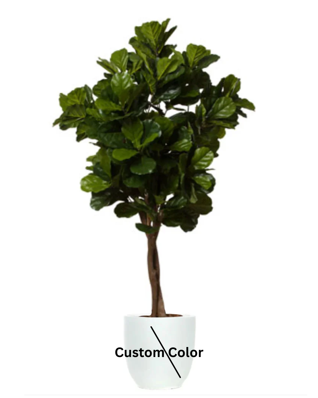 Fig Fiddle Tree