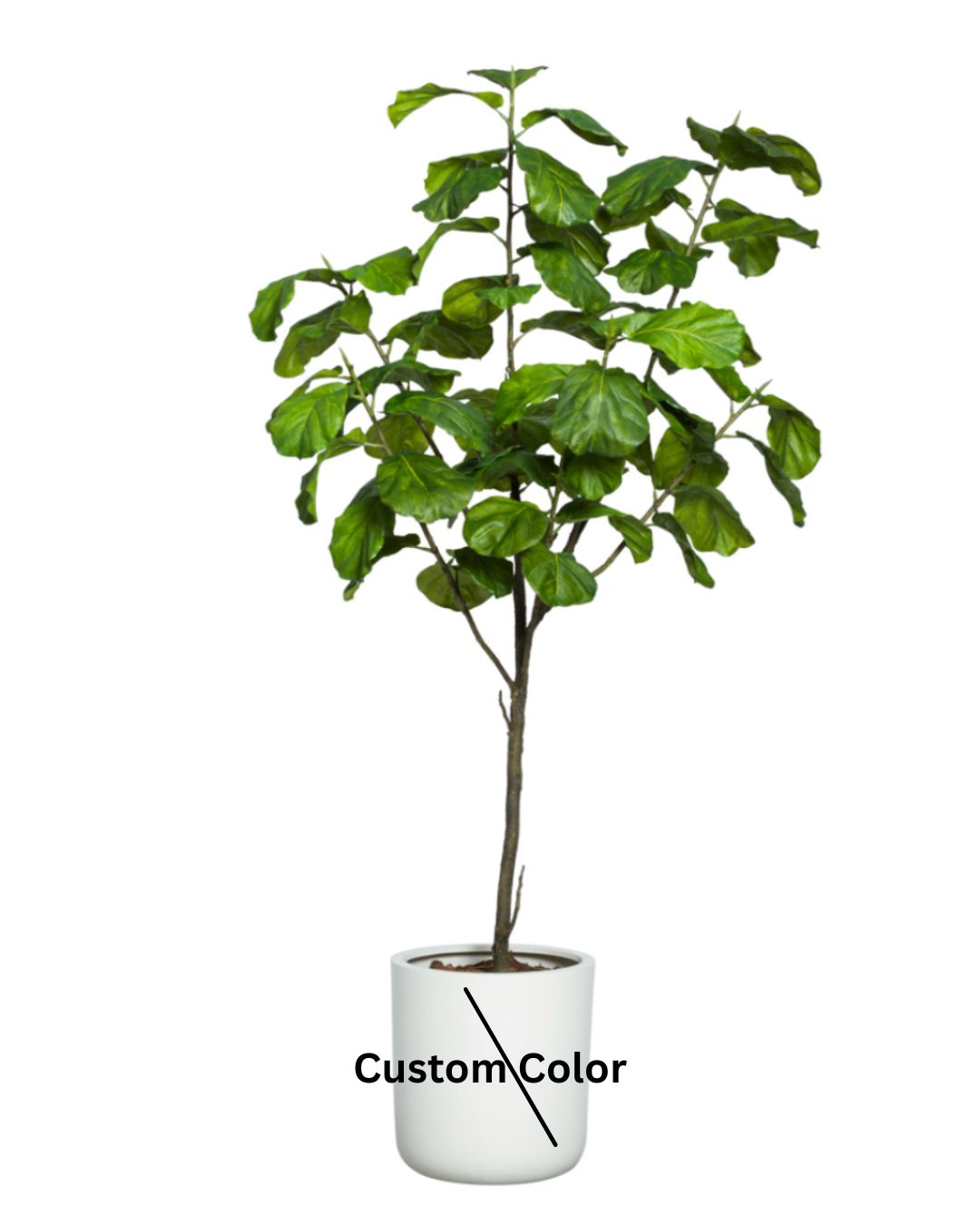 Fig Fiddle Tree