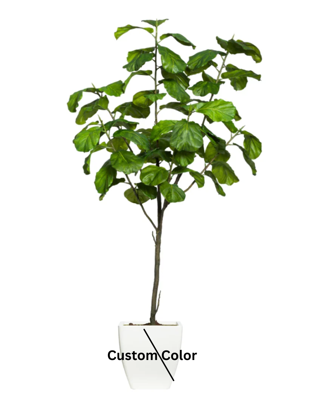 Fig Fiddle Tree