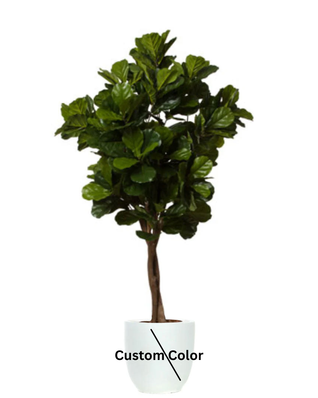 Fig Fiddle Tree