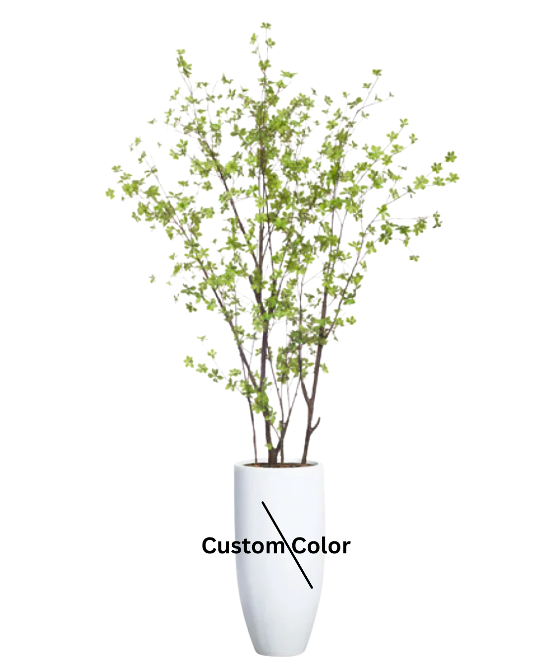 Birch Asian