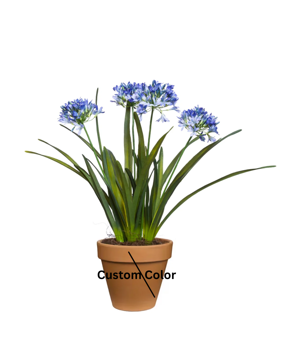 Agapanthus