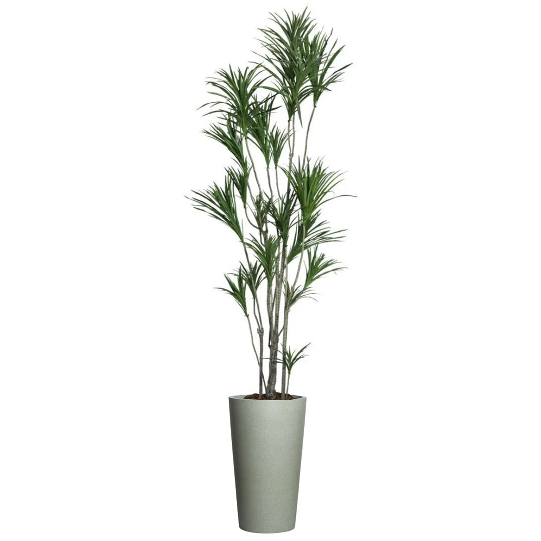 Dracaena