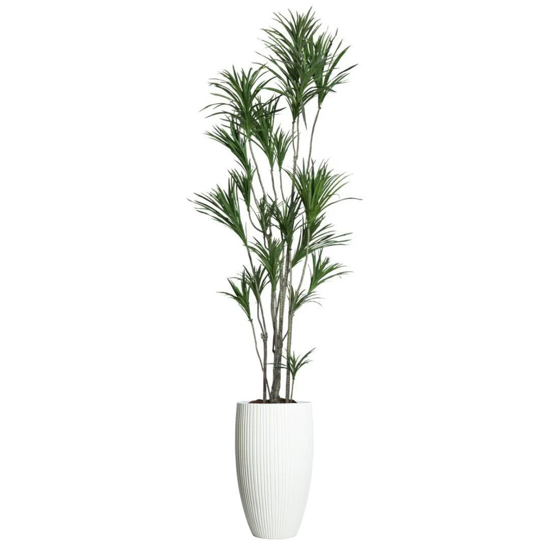 Dracaena