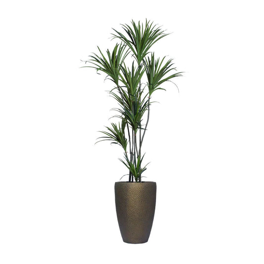 bronze dracaena Dracaena – Lux Art Silks