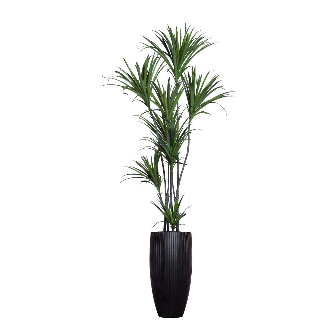 Dracaena