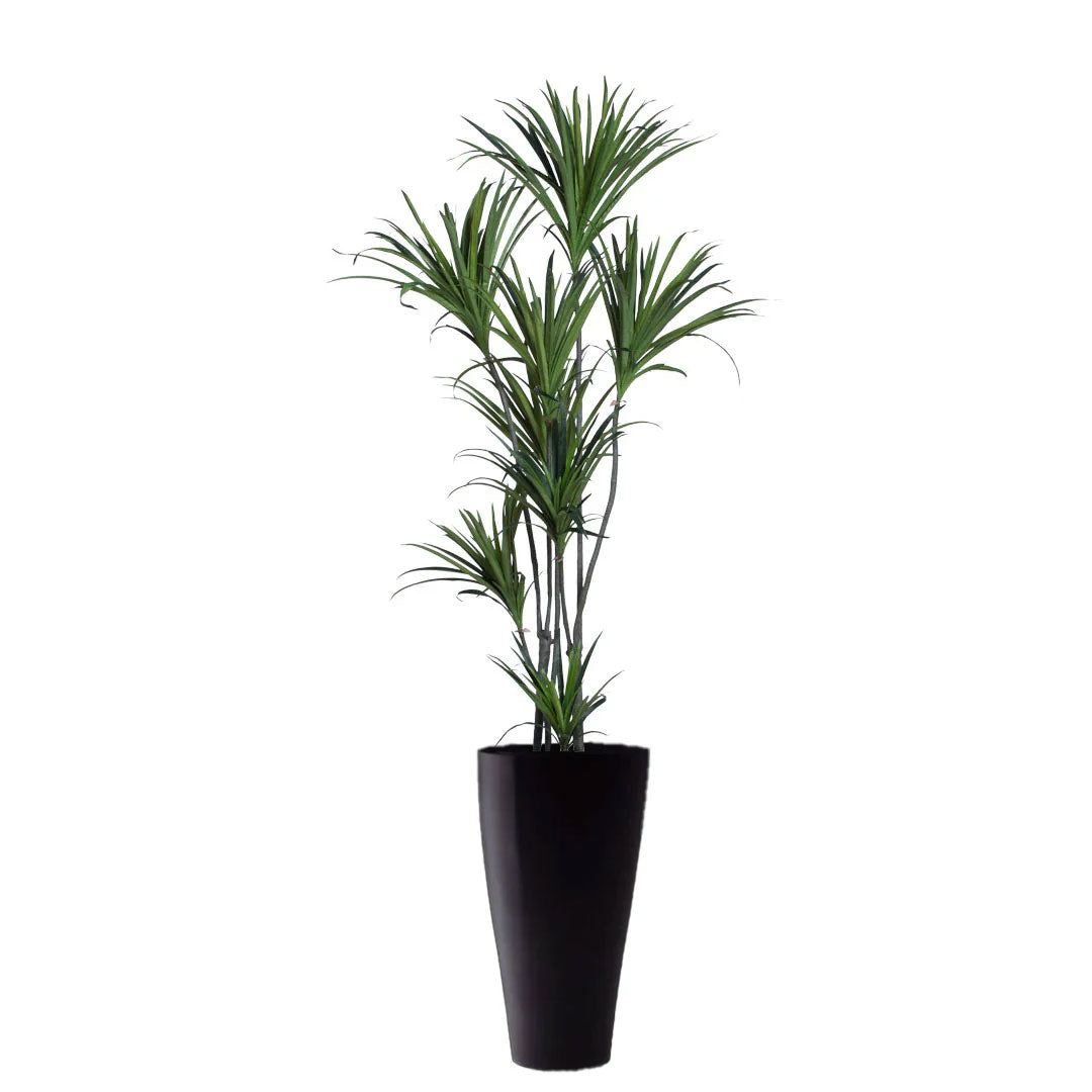 Dracaena