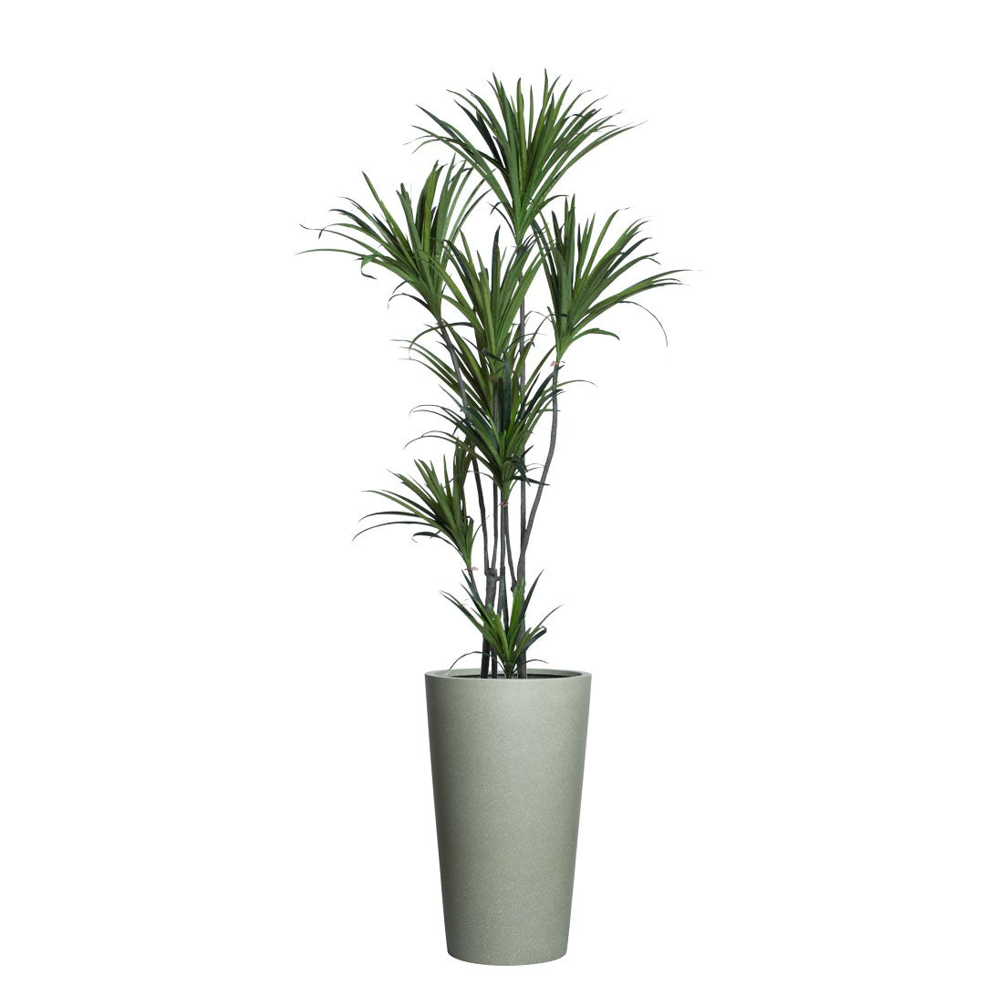 Dracaena
