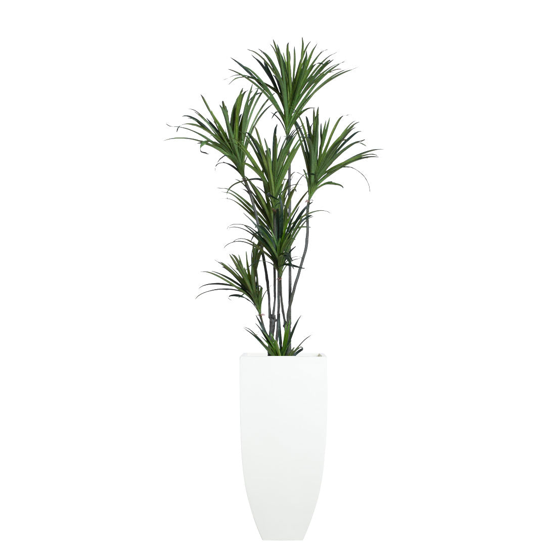 Dracaena
