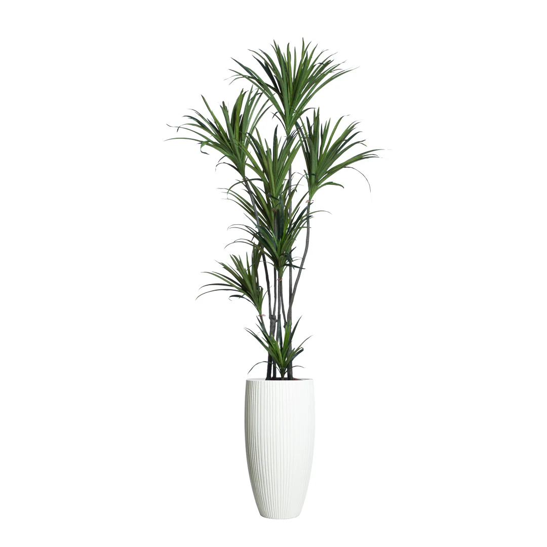 Dracaena
