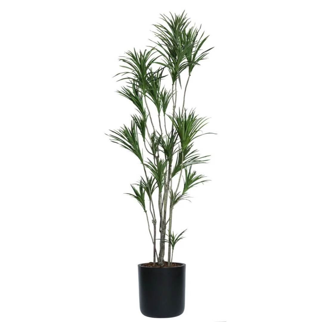 Dracaena – Lux Art Silks
