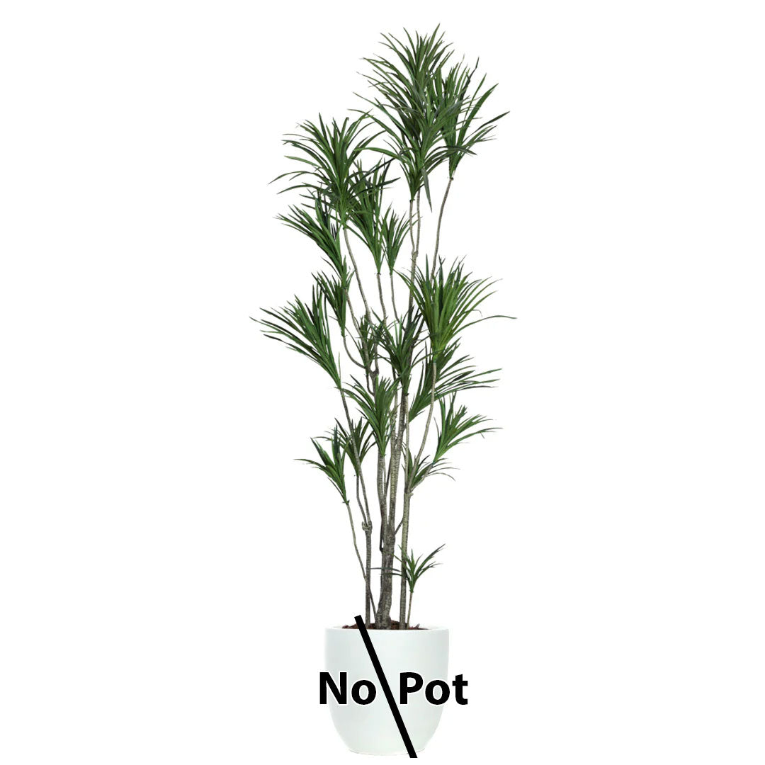 Dracaena