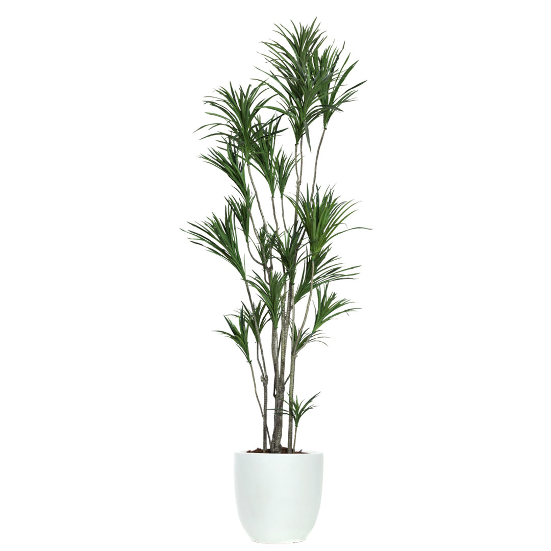 Dracaena