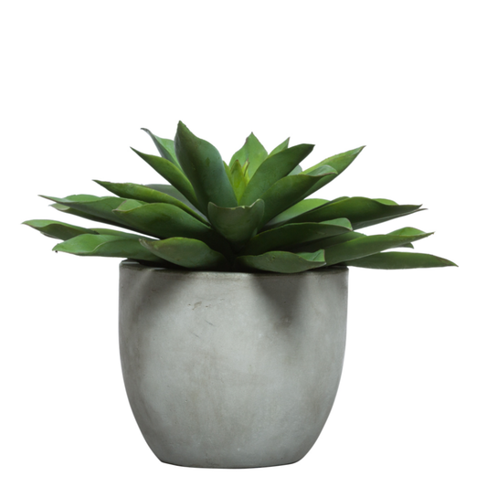 Echeveria