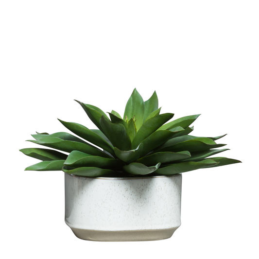 Echeveria