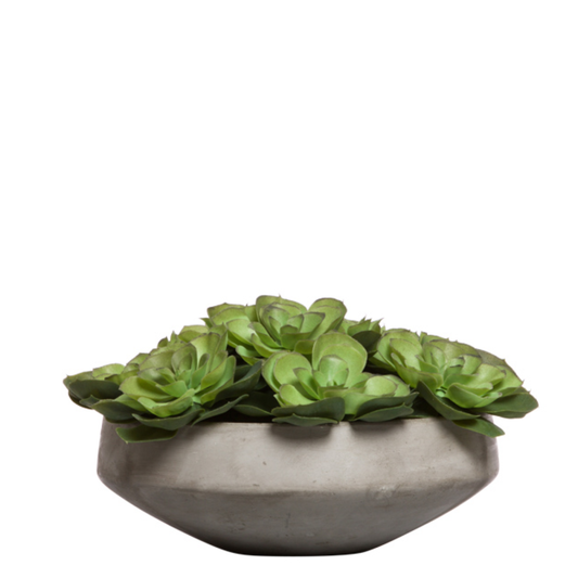 Echeveria